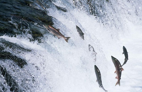 Being an entrepreneur is like salmon swimming upstream