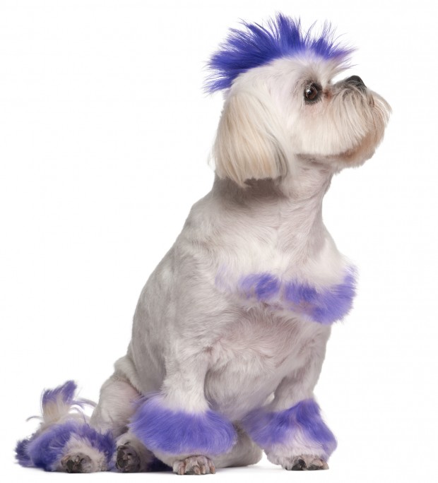 Shih Tzu with purple mohawk, 2 years old, sitting in front of white background